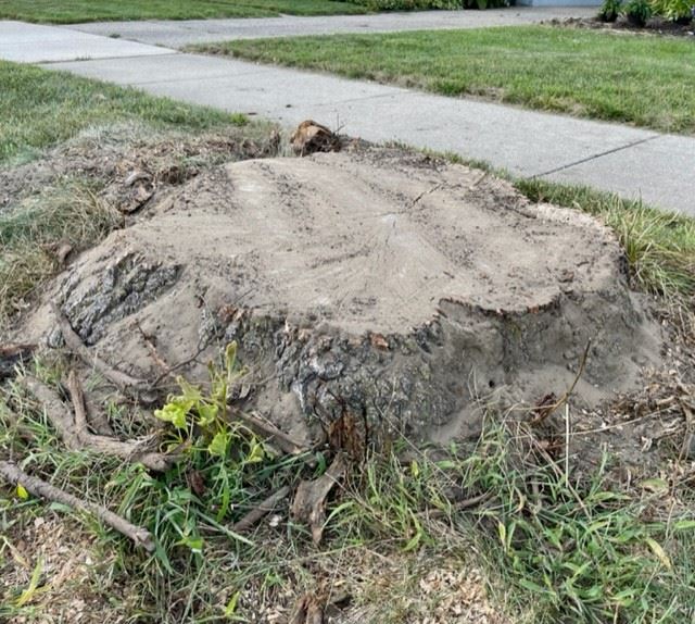 Tree stump