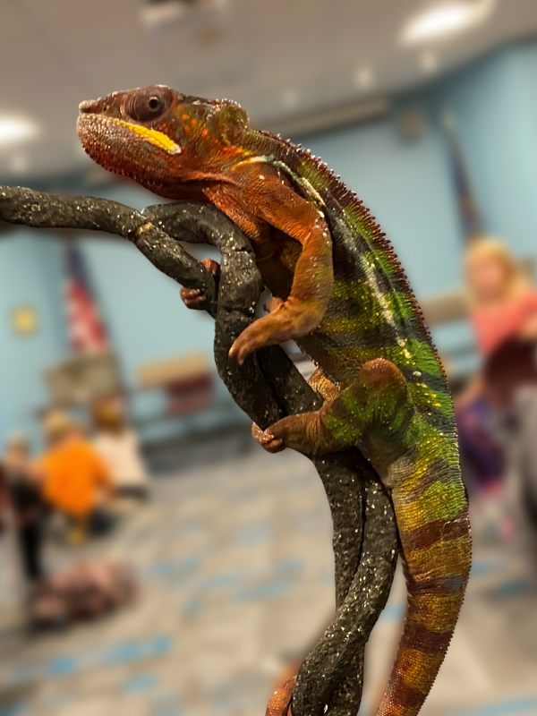 A chameleon holds onto a stick as children look on in the background.